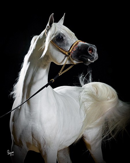 arabian.horse-photo.jpg